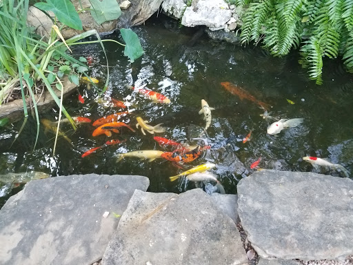Tropical Fish Store «Austin Aqua-Dome», reviews and photos, 1604 Fortview Rd, Austin, TX 78704, USA