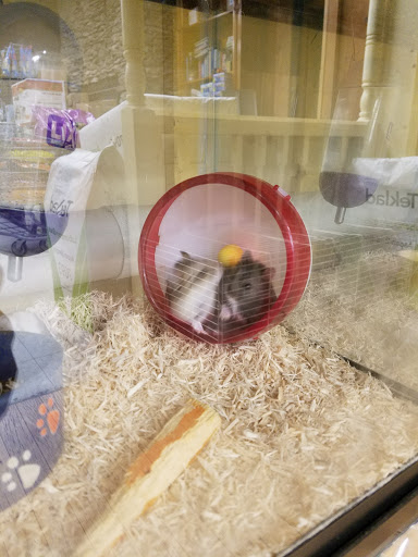 Tropical Fish Store «Pet Friendly Inc», reviews and photos, 845 Manitou Rd, Hilton, NY 14468, USA