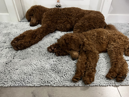 Diamond Class Poodles