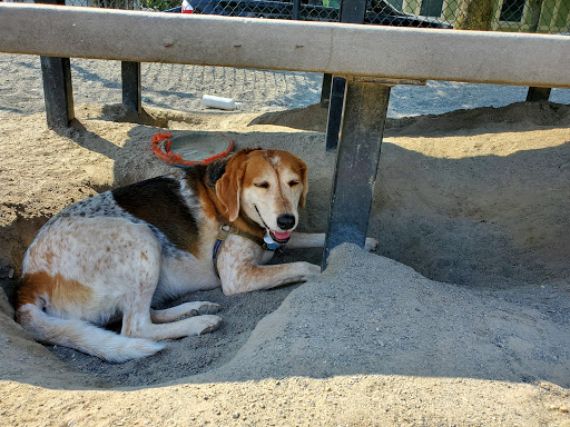 Park «Nunziato Field Dog Park», reviews and photos, Putnam St, Somerville, MA 02143, USA
