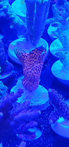 Aquarium «Coral Logic Aquarium LLC», reviews and photos, 7860 Gate Pkwy #108, Jacksonville, FL 32256, USA