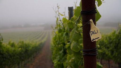 Pali Wine Co.