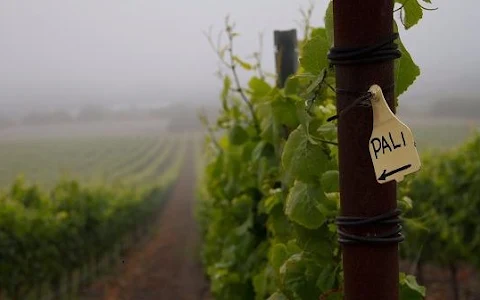 Pali Wine Co. image