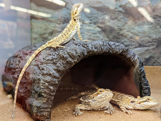 Pet Supply Store «Petco Animal Supplies», reviews and photos, 12014 SW 88th St, Miami, FL 33186, USA