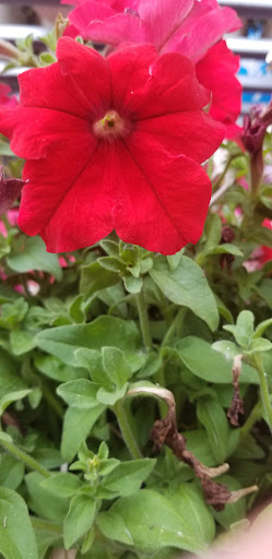 Department Store «Walmart Supercenter», reviews and photos, 4689 W Cedar Hills Dr, Cedar Hills, UT 84062, USA