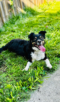 Bradley Phifer Dog Training - Photo 4 - Car repair in Fairland, IN, Indianapolis