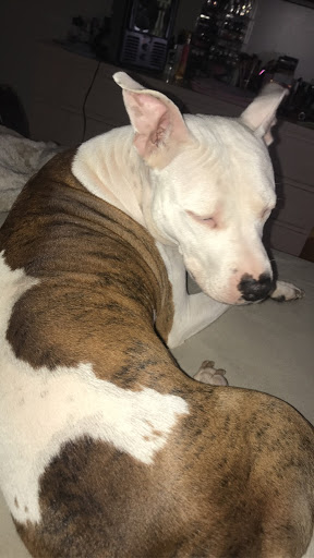 Pet Supply Store «Pet Supplies Plus», reviews and photos, 3120 NJ-35, Hazlet, NJ 07730, USA