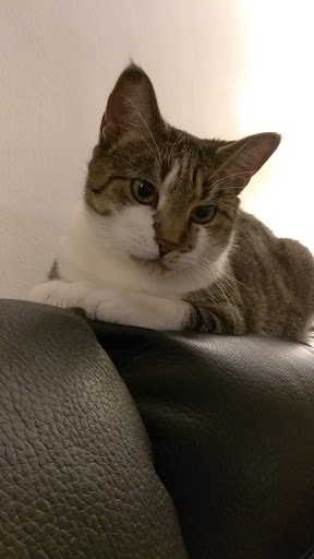 Pet Store «Pet Goods», reviews and photos, 1125 Central Park Ave, Scarsdale, NY 10583, USA