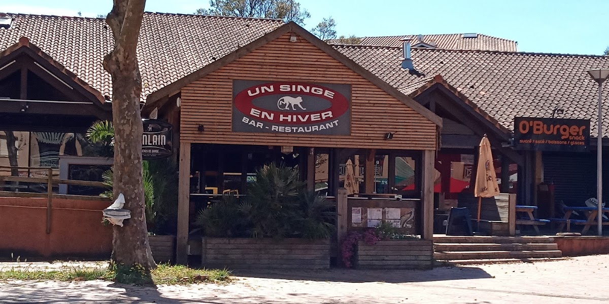 Un Singe en Hiver à Moliets-et-Maa (Landes 40)