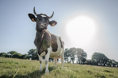 Ferme Le Buis Sonnant - Charcuterie et Produits laitiers à Plouguernével