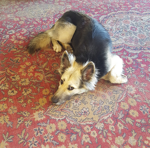 Tobacco Shop «Whatever Shop», reviews and photos, 2027 Madison Ave, Memphis, TN 38104, USA