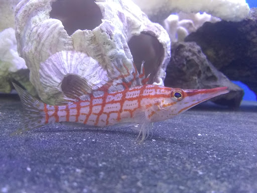 Tropical Fish Store «Old Town Aquarium», reviews and photos, 1538 N Wells St, Chicago, IL 60610, USA