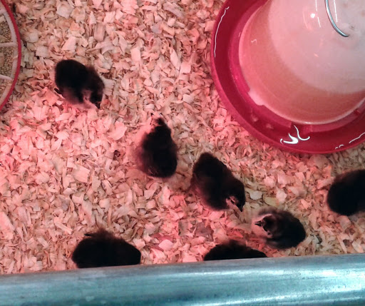 Home Improvement Store «Tractor Supply Co.», reviews and photos, 588 Culpeper Town Square, Culpeper, VA 22701, USA