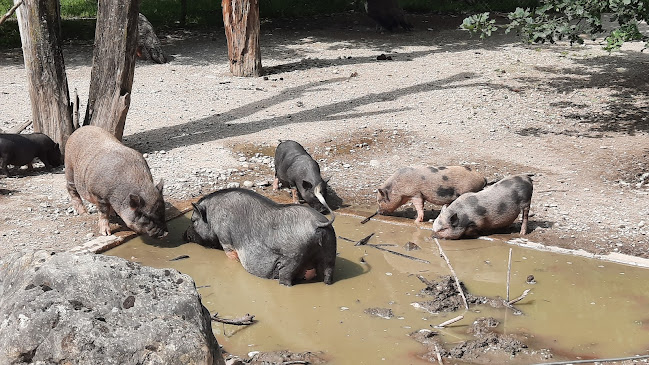 Kommentare und Rezensionen über Wildpark Roggenhausen