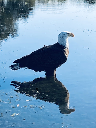 Golf Club «Chi Chi Rodriguez Golf Club», reviews and photos, 3030 N McMullen Booth Rd, Clearwater, FL 33761, USA