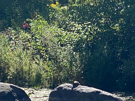 Nature Preserve «Captain Daniel Wright Woods Forest Preserve», reviews and photos, 24830 N St Marys Rd, Mettawa, IL 60045, USA