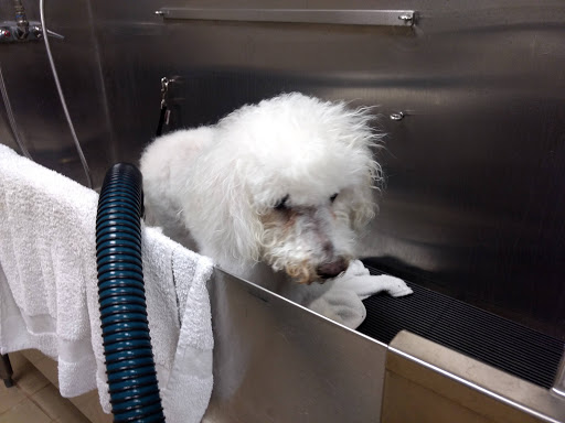 Pet Supply Store «Pet Supplies Plus», reviews and photos, 1704 Greenville Ave, Dallas, TX 75206, USA