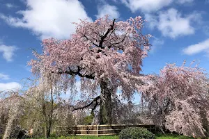 Maruyama Park image