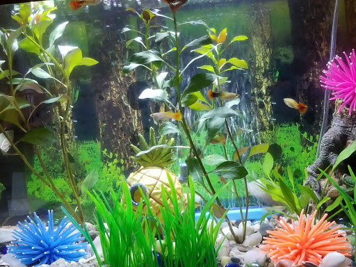 Pet Supply Store «Petco Animal Supplies», reviews and photos, 1100 Middle Country Rd, Selden, NY 11784, USA