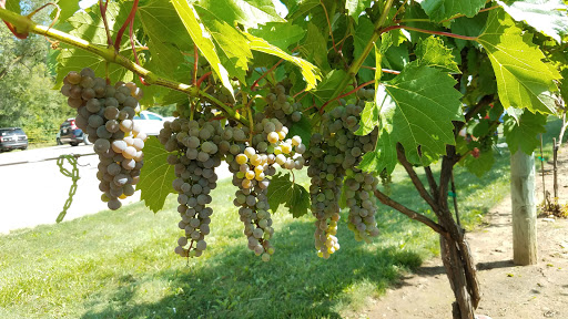 Winery «River Bend Vineyard & Winery», reviews and photos, 10439 33rd Ave, Chippewa Falls, WI 54729, USA