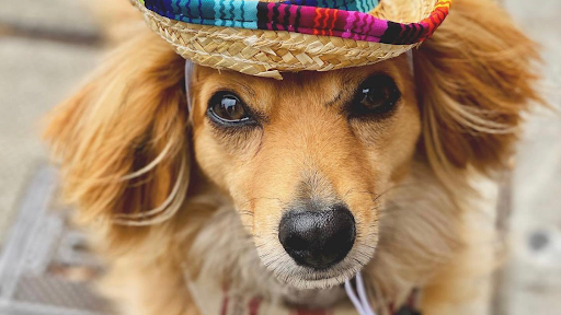 Pet Supply Store «Cole Valley Pets», reviews and photos, 910 Cole St, San Francisco, CA 94117, USA