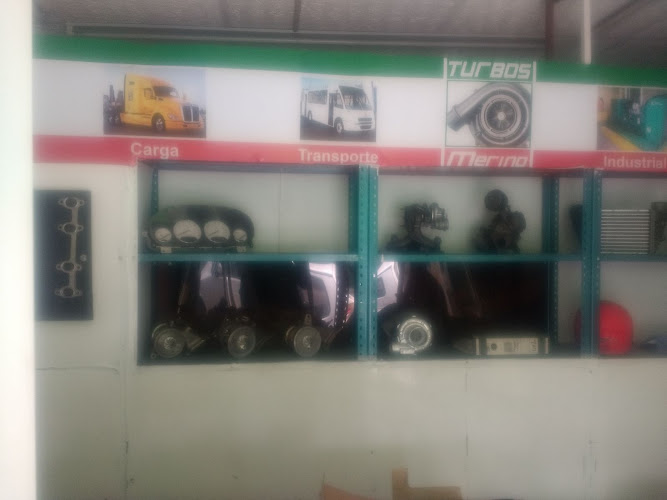 Turbos Merino