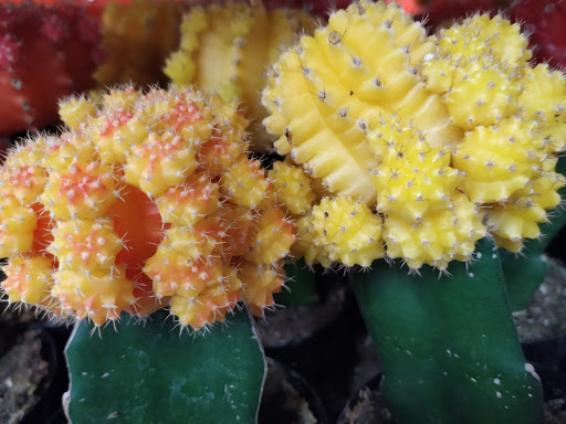 Home Improvement Store «The Home Depot», reviews and photos, 852 Long Prairie Rd, Flower Mound, TX 75028, USA