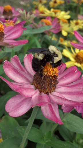 Garden Center «The Potting Shed Garden & Gifts and Urban Meadows Floral», reviews and photos, 1717 Devney Dr, Altoona, WI 54720, USA