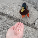 Photo n°13 de l'avis de Elettra. fait le 06/04/2024 à 20:48 sur le  Mokai Beach à Salò