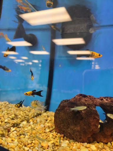 Pet Supply Store «Petco Animal Supplies», reviews and photos, 25451 Horace Harding Expy, Little Neck, NY 11362, USA