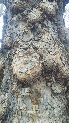 Park «Colonel Summers Park», reviews and photos, SE 17th Ave & Taylor St, Portland, OR 97214, USA