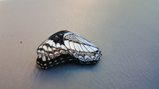 Coffee Shop «Starbucks», reviews and photos, 422 W 500 S, Bountiful, UT 84010, USA