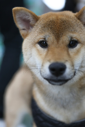 Pet Supply Store «Pet Supermarket», reviews and photos, 13420 Preston Rd, Dallas, TX 75240, USA