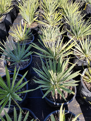 Plant Nursery «Guerin Nursery and Boutique», reviews and photos, 1418 Fall Creek Hwy, Granbury, TX 76049, USA