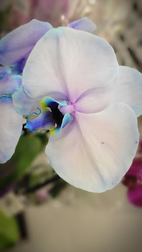 Home Improvement Store «The Home Depot», reviews and photos, 475 Commack Rd, Deer Park, NY 11729, USA