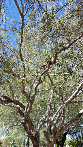 Park «Sahuaro Ranch Park», reviews and photos, 9802 N 59th Ave, Glendale, AZ 85302, USA