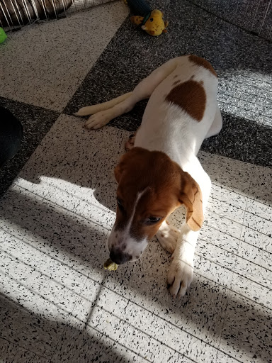 Pet Supply Store «Petco Animal Supplies», reviews and photos, 5500 Sunrise Hwy, Massapequa, NY 11758, USA