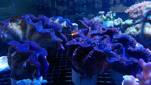 Tropical Fish Store «Aquatic Treasures», reviews and photos, 3211 N Tenaya Way #107, Las Vegas, NV 89129, USA