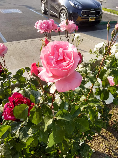 Mexican Restaurant «El Pollo Loco», reviews and photos, 7756 Haven Ave, Rancho Cucamonga, CA 91730, USA