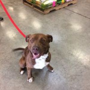 Pet Supply Store «All Pet & Equine Supply», reviews and photos, 1120 Porter Wagoner Blvd, West Plains, MO 65775, USA