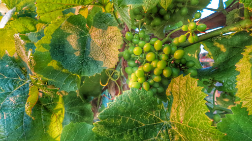 Winery «Chateau de Pique Winery», reviews and photos, 6361 N County Rd 760 E, Seymour, IN 47274, USA