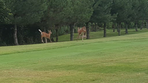 Golf Course «Cinder Ridge Golf Links», reviews and photos, 24801 Lakepoint Dr # 20, Wilmington, IL 60481, USA