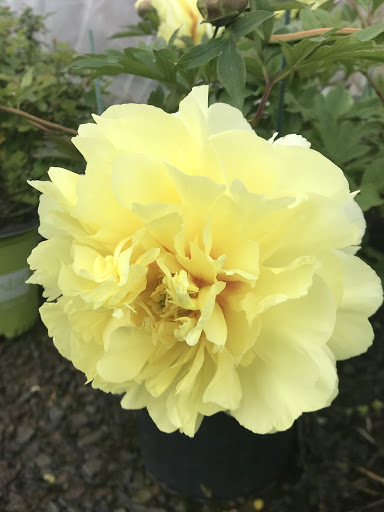 Florist «Countryside Floral And Greenhouses», reviews and photos, 129 Mt Cobb Hwy, Lake Ariel, PA 18436, USA