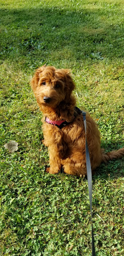 Pet Supply Store «Petco Animal Supplies», reviews and photos, 240 Upland Square Dr, Stowe, PA 19464, USA