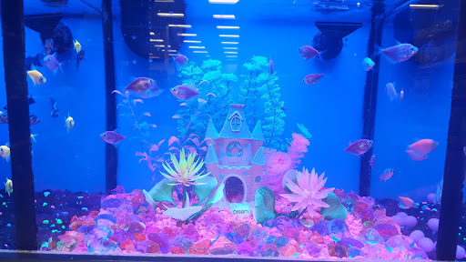 Pet Supply Store «Petco Animal Supplies», reviews and photos, 26501 Bouquet Canyon Rd, Saugus, CA 91350, USA