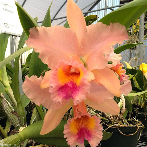 Florist «Dr Delphinium Flower & Orchid House», reviews and photos, 513 W Campbell Rd, Richardson, TX 75080, USA