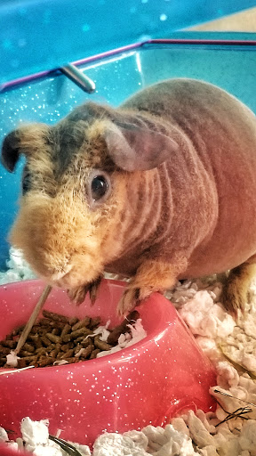 Pet Supply Store «PetSmart», reviews and photos, 15555 E 14th St, San Leandro, CA 94578, USA