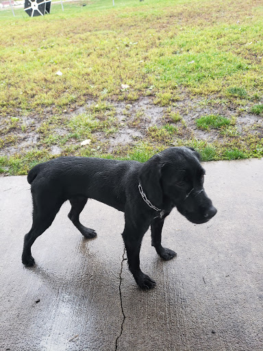 Dog Park «Dog Park», reviews and photos, 851 17th Ave SW, Altoona, IA 50009, USA