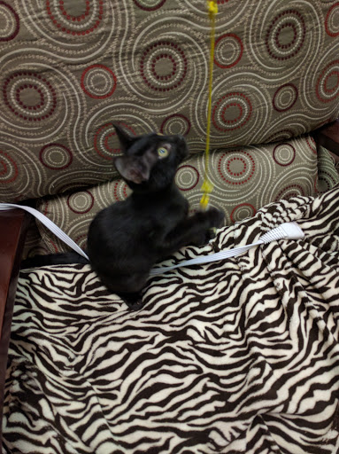 Thrift Store «Companion Animal Foundation», reviews and photos, 88 Sunnybrae Center, Arcata, CA 95521, USA