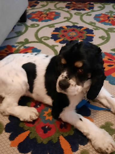 Pet Supply Store «Rucker Horse & Pet», reviews and photos, 3540 Keith Bridge Rd, Cumming, GA 30041, USA